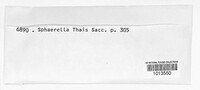 Mycosphaerella thais image